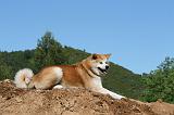 AKITA INU 442